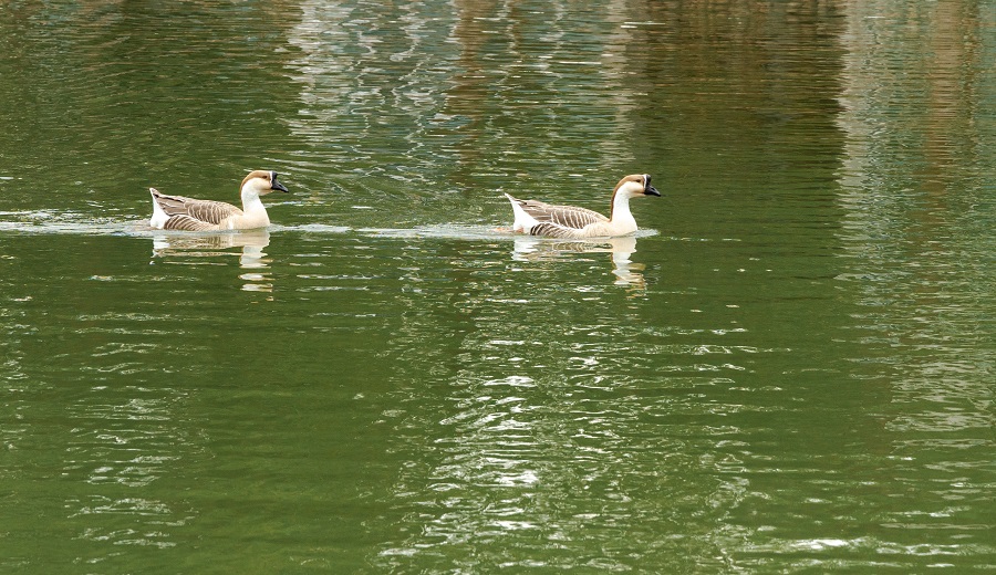 心镜湖春江水暖